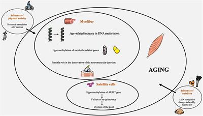 Age-Related DNA Methylation Changes: Potential Impact on Skeletal Muscle Aging in Humans